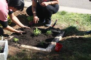 plants going in 27 sept