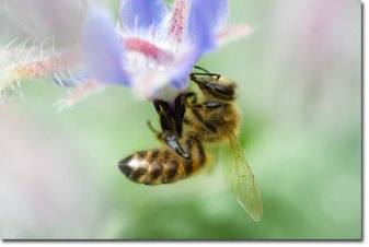 bee_on_flower1_craig_mackintosh