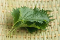 shiso